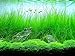 Photo AQUARIUM PLANTS DISCOUNTS Potted Tall Hairgrass by AquaLeaf Aquatics - Easy Aquatic Live Plant new bestseller 2024-2023