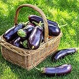 500+ Purple Aubergine Eggplant Seeds Non-GMO Vegetable Photo, bestseller 2024-2023 new, best price $10.99 ($0.02 / Count) review
