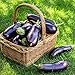Photo 500+ Purple Aubergine Eggplant Seeds Non-GMO Vegetable new bestseller 2024-2023