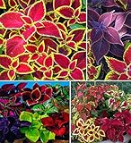 100+ Rare Mixed Coleus Flowers Seeds Rainbow Coleus Wizard Mixed Perennial Foliage Plant Photo, bestseller 2024-2023 new, best price $8.00 ($0.08 / Count) review