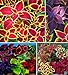 Photo 100+ Rare Mixed Coleus Flowers Seeds Rainbow Coleus Wizard Mixed Perennial Foliage Plant new bestseller 2024-2023