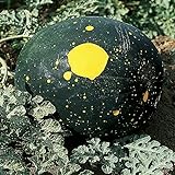 Burpee Moon & Stars Heirloom Watermelon Seeds 30 seeds Photo, bestseller 2024-2023 new, best price $7.87 ($0.26 / Count) review