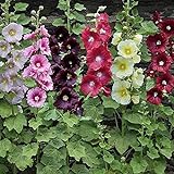 UtopiaSeeds Hollyhock Seeds Single Mixed Colors Photo, bestseller 2024-2023 new, best price $12.99 ($129.90 / Ounce) review