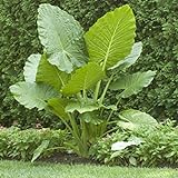 Elephant Ears (colocasia) 3 Bulb- bold tropical effect to and landscape. Photo, bestseller 2024-2023 new, best price $8.25 review