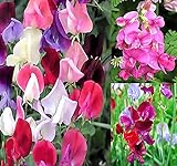 Big Pack - Sweet Pea Sweetpea Flower Seed (400+) Lathyrus odoratus Flower Seeds - Heirloom Mix Very Fragrant Blooms - Red Salmon Pink Lavender - Non-GMO Flower Seeds By MySeeds.Co (Big Pack Sweet Pea) Photo, bestseller 2024-2023 new, best price $9.99 ($0.02 / Count) review