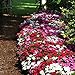 Photo Impatiens Flower Garden Seeds - F1 Dazzler Series - Merlot Mix - 500 Seeds - Annual Flower Gardening Seeds - Impatiens wallerana new bestseller 2023-2022