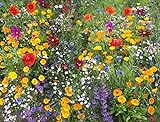Cioler Seed House - Graines de fleurs sauvages rares Mélange de fleurs Mélange amical pour les abeilles et les abeilles Photo, best-seller 2024-2023 nouveau, meilleur prix 4,29 € examen