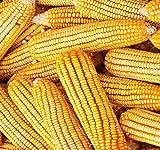 1 lb (1,600+ Seeds) Reid's Yellow Field Corn Seed (OP) Open pollinated Variety - Non-GMO Seeds by MySeeds.Co (1 lb Reid Yellow Corn) Photo, bestseller 2024-2023 new, best price $24.95 review