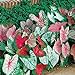 Photo Caladium, Bulb, Fancy Mix, Pack of 10 (Ten), Easy to Grow, Colorful Mix, HOSTA new bestseller 2023-2022