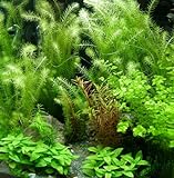 5 Bund - ca. 35 Wasserpflanzen, einfach zu pflegen, algenhemmend, schöne Farben - Mühlan Foto, Bestseller 2024-2023 neu, bester Preis 12,75 € Rezension