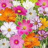 Bulk Package of 7,000 Seeds, Crazy Mix Cosmos (Cosmos bipinnatus) Non-GMO Seeds by Seed Needs Photo, bestseller 2024-2023 new, best price $12.99 ($0.00 / Count) review