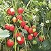 Photo 100 graines de fraises grimpantes (Climbing Strawberry) nouveau best-seller 2022-2021
