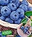Foto BALDUR Garten Heidelbeere Kosmopolitan Blaubeeren Heidelbeeren Pflanze, 1 Pflanze Vaccinium corymbosum reichtragend rotes Fruchtfleisch neu Bestseller 2024-2023