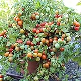 Bajaja Tomatensamen für ca. 15 Pflanzen - pflegeleichte Sorte, Massenertrag Foto, Bestseller 2024-2023 neu, bester Preis 1,99 € (0,13 € / stück) Rezension