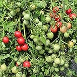 Gartenperle Tomatensamen für ca. 20 Pflanzen - ideale Kübeltomate, Massenertrag Foto, Bestseller 2024-2023 neu, bester Preis 1,99 € (0,10 € / stück) Rezension