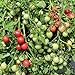Foto Gartenperle Tomatensamen für ca. 20 Pflanzen - ideale Kübeltomate, Massenertrag neu Bestseller 2023-2022