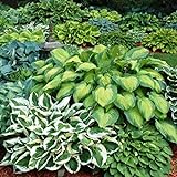Mixed Heart-Shaped Hosta Bare Roots - Rich Green Foliage, Low Maintenance, Heart Shaped Leaves - 6 Roots Photo, bestseller 2024-2023 new, best price $17.99 ($3.00 / Count) review