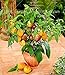 Foto 100 Stück/Beutel Mini-Süßmelonensamen, Melonenbaum, nicht-gentechnikverändernd, organische Obst- und Gemüsesamen für Heimwerker, Heimgarten neu Bestseller 2023-2022