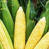 Bodacious RM Sweet Yellow Corn, 75 Seeds Per Packet, (Isla's Garden Seeds), Non GMO Seeds, 90% Germination Rates, Scientific Name: Zea Mays Photo, bestseller 2024-2023 new, best price $6.75 review