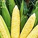 Photo Bodacious RM Sweet Yellow Corn, 75 Seeds Per Packet, (Isla's Garden Seeds), Non GMO Seeds, 90% Germination Rates, Scientific Name: Zea Mays new bestseller 2024-2023