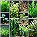 Photo Florida 10 Species Live Aquarium Plants Bundle new bestseller 2023-2022