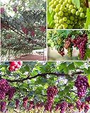 50+ Grape Seeds Vine Fruit Seed Fruit Plant Home Garden Non-GMO Photo, bestseller 2024-2023 new, best price $9.00 review