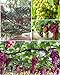 Photo 50+ Grape Seeds Vine Fruit Seed Fruit Plant Home Garden Non-GMO new bestseller 2023-2022