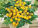 Balkontomate - Buschtomate - gelbe Cherry - Windowbox yellow - 20 Samen Foto, Bestseller 2024-2023 neu, bester Preis 1,95 € (0,10 € / stück) Rezension