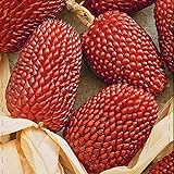NIKA SEEDS - Vegetable Ornamental Corn Red - 10 Seeds Photo, bestseller 2024-2023 new, best price $6.95 ($0.70 / Count) review