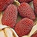 Photo NIKA SEEDS - Vegetable Ornamental Corn Red - 10 Seeds new bestseller 2024-2023