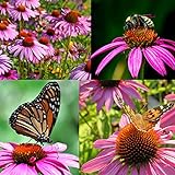 Purple Coneflower Seeds, Over 5300 Echinacea Seeds for Planting, Non-GMO, Heirloom Flower Seeds Photo, bestseller 2024-2023 new, best price $8.47 review