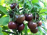 30+ Black Cherry Tomato Seeds, Heirloom Non-GMO, Low Acid, Indeterminate, Open-Pollinated, Sweet, Productive, from USA Photo, bestseller 2024-2023 new, best price $3.15 ($44.68 / Ounce) review
