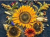 Sunflower Autumn 20K (CHK) Seeds Or 1 Pound Photo, bestseller 2024-2023 new, best price $129.00 review