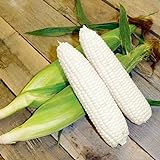 CEMEHA SEEDS - White Corn Sweet Non GMO Vegetable for Planting Photo, bestseller 2024-2023 new, best price $6.95 ($0.28 / Count) review