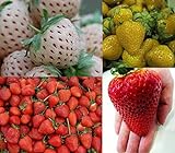 Erdbeeren-Sortiment XXL (Weisse+Gelbe+Rote+Riesenerdbeeren) 80++ Samen (Die Gartensensation) Foto, Bestseller 2024-2023 neu, bester Preis 6,99 € Rezension