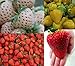 Foto Erdbeeren-Sortiment XXL (Weisse+Gelbe+Rote+Riesenerdbeeren) 80++ Samen (Die Gartensensation) neu Bestseller 2024-2023