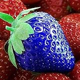 XQxiqi689sy Erdbeer-Samen, nahrhaftes Vitamin, bunt, nicht transgenisch, Bauernhoffruchtsamen, Blau, 100 Stück Foto, Bestseller 2024-2023 neu, bester Preis 10,63 € Rezension