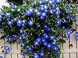 Blue Morning Glory Climbing Vine | 100 Seeds to Plant | Beautiful Flowering Vine Photo, bestseller 2024-2023 new, best price $6.96 ($0.07 / Count) review