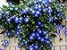 Photo Blue Morning Glory Climbing Vine | 100 Seeds to Plant | Beautiful Flowering Vine new bestseller 2024-2023