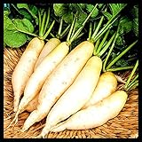 Radish Seeds for Planting | Non-GMO White Icicle Radish Seeds | Planting Packets Include Planting Instructions Photo, bestseller 2024-2023 new, best price $5.99 review