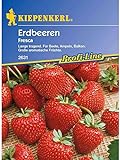 Erdbeeren Fresca Foto, Bestseller 2024-2023 neu, bester Preis 5,14 € Rezension