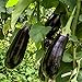Foto Black Beauty Aubergine Samen für ca. 20 Pflanzen - ertragreiche Sorte mit dunkelvioletten Früchten neu Bestseller 2024-2023