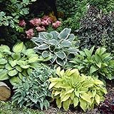 Mixed Hosta Perennials (6 Pack of Bare Roots) - Great Hardy Shade Plants Photo, bestseller 2024-2023 new, best price $21.20 ($3.53 / Count) review