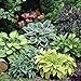Photo Mixed Hosta Perennials (6 Pack of Bare Roots) - Great Hardy Shade Plants new bestseller 2024-2023