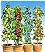 Foto BALDUR Garten Säulen-Obst-Kollektion Birne, Kirsche, Pflaume & Apfel, 4 Pflanzen als Säule Birnbaum, Kirschbaum, Pflaumenbaum, Apfelbaum neu Bestseller 2024-2023