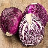 RattleFree Cabbage Seeds for Planting | Heirloom & Non-GMO | 500 Red Acre Cabbage Vegetable Seeds for Planting Home Gardens | Growing Instructions Included on Planting Packets Photo, bestseller 2024-2023 new, best price $6.95 review