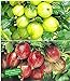 Foto BALDUR Garten Stachelbeer-Sträucher-Set, 2 Pflanzen Ribes 'Gelbe Invicta®' und 'Rote Spinefree®' neu Bestseller 2024-2023