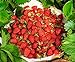 Photo CEMEHA SEEDS - Alpine Strawberry Regina Everbearing Berries Indoor Non GMO Fruits for Planting new bestseller 2024-2023