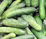 50 Rhinish Pickle Cucumber Seeds | Non-GMO | Heirloom | Fresh Garden Seeds Photo, bestseller 2024-2023 new, best price $6.95 review