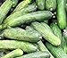 Photo 50 Rhinish Pickle Cucumber Seeds | Non-GMO | Heirloom | Fresh Garden Seeds new bestseller 2024-2023